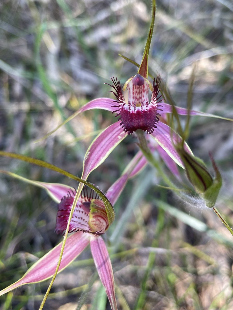 Emily Lette tweet media