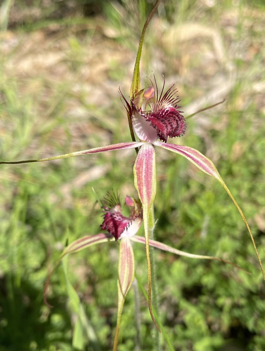 Emily Lette tweet media