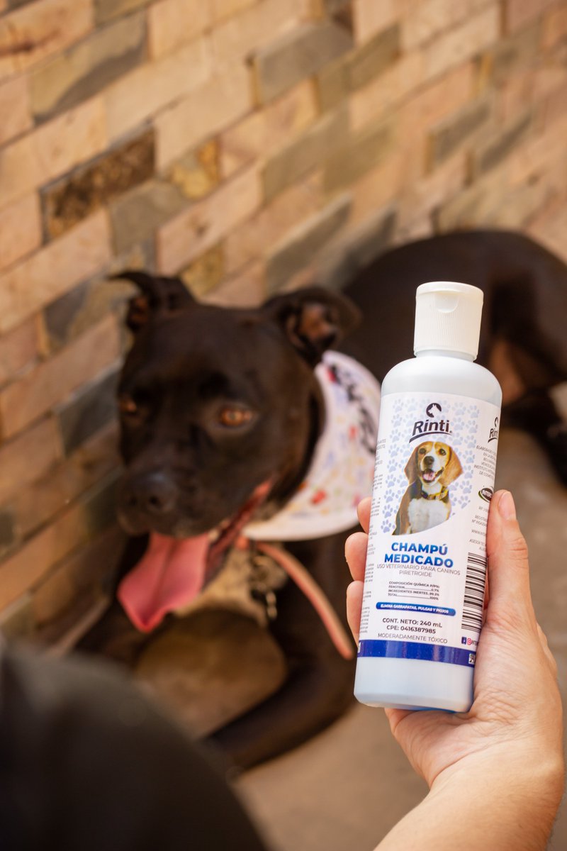 Intercosca's tweet photo. 🐶🛁 ¡Porque cada peludo merece un baño de estrellas! ✨ El Champú Medicado RINTI está aquí para hacer que tu compañero se sienta como la superestrella que es. 🌟 No más ladridos por picazón, ¡solo suaves caricias y colitas felices! 💕🐾 https://t.co/odxvgoOlKn