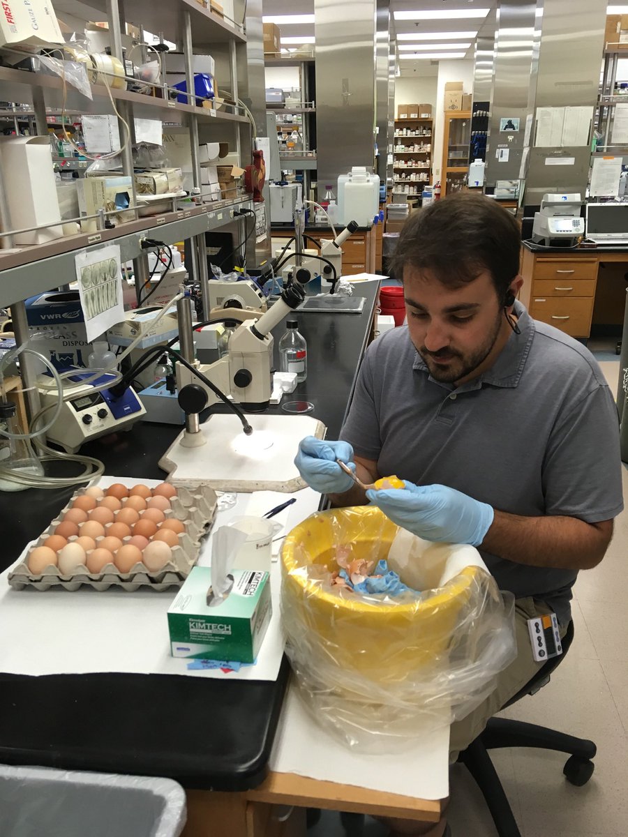 ailinleti's tweet photo. From the vault! Found a pic of the amazing @MikePiacentino cracking for a living 🐣 😆 once upon a time when we were @BronnerLab. I’ve known Mike since we were bench-mates at #Embryo14 🤗 He’s now #AssistantProfessor @JohnsHopkins 🤩 https://t.co/osQbacPi6s