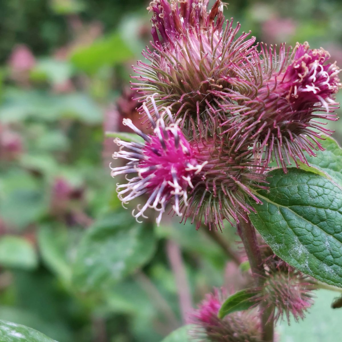 Cockington Park tweet media