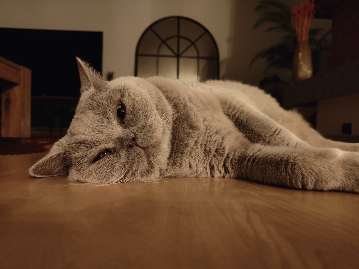 Noikel's tweet photo. 12y Maple 😻👑 #HBD #SuufäAmNäZistig https://t.co/DXLA3iTery