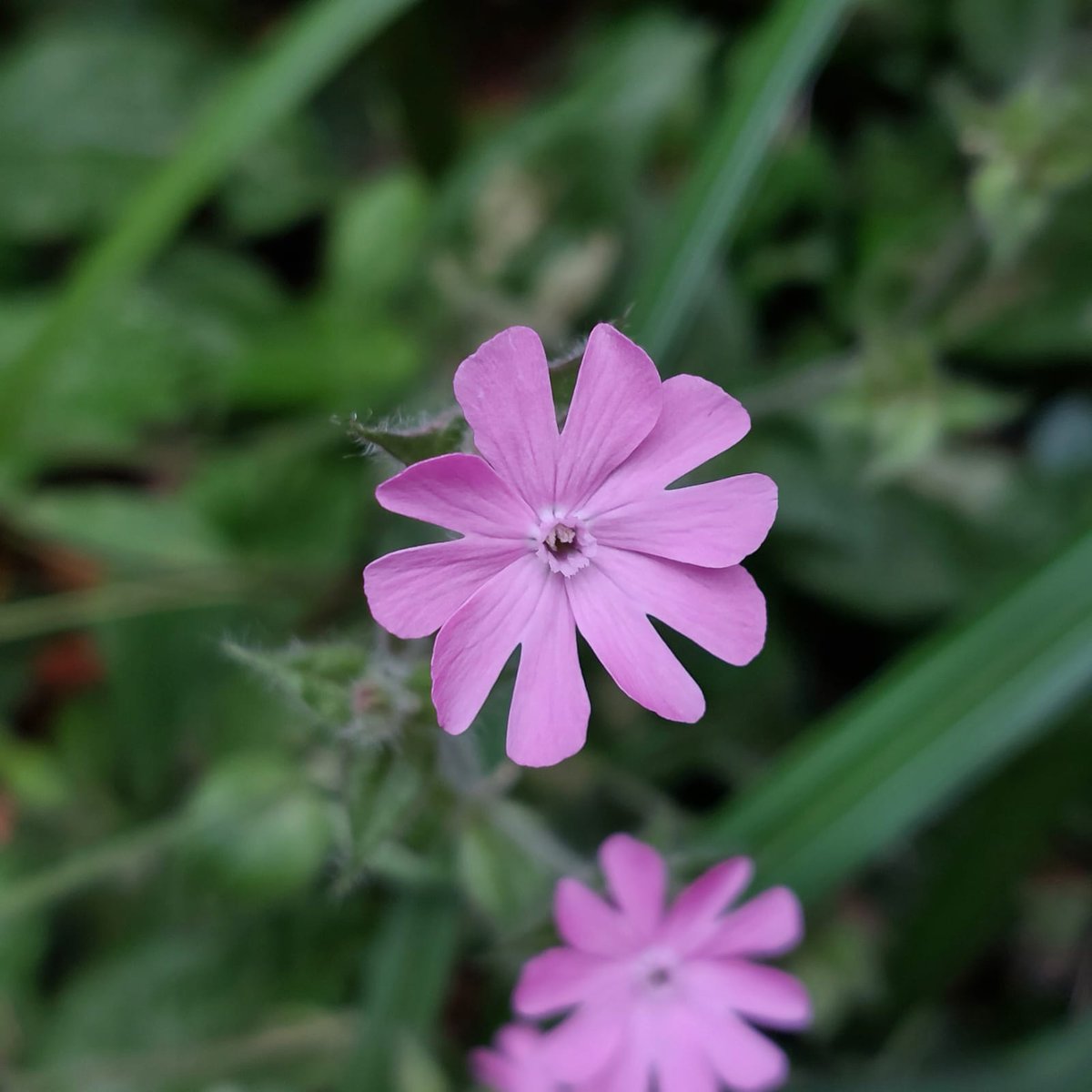 Cockington Park tweet media