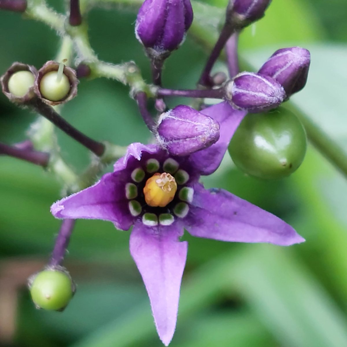 Flowers from the wild side of Cockington Country Park. Can you name them all?

#wildflowersuk #cockingtoncountrypark