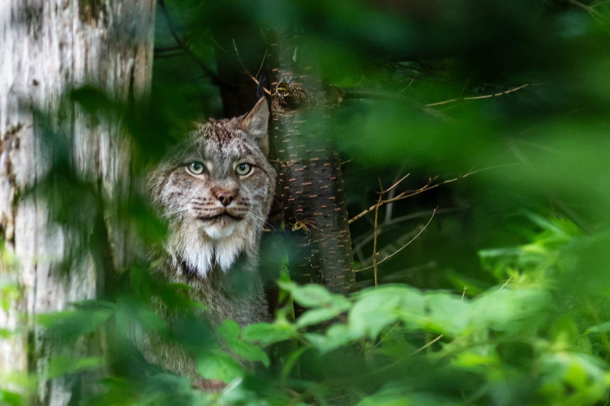 A brief appearance of the elusive Lynx at the wonderful wildlife conservation park for compromised wildlife <a href="/Salmonier/">michael taylor</a> Nature Park
#lynx #wildlifephotography <a href="/NLtweets/">NewfoundlandLabrador</a> @FFA_GovNL #wildlife #photography