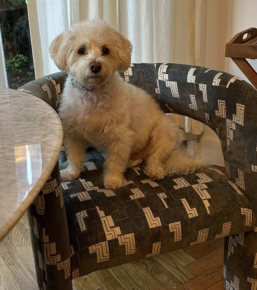 mayemusk's tweet image. If you’re a Dog, X is the place to be.