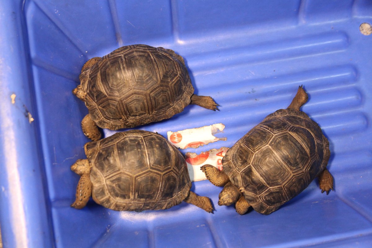 #IndianCustomsAtWork Bengaluru Air Customs booked a case of smuggling of wild life. 234 wild animals including python,chameleon,Iguana,turtles, alligators &amp;one baby kangaroo were found concealed in 2 trolley bags.Pax arrested and rescued wild animals seized.Investigation underway