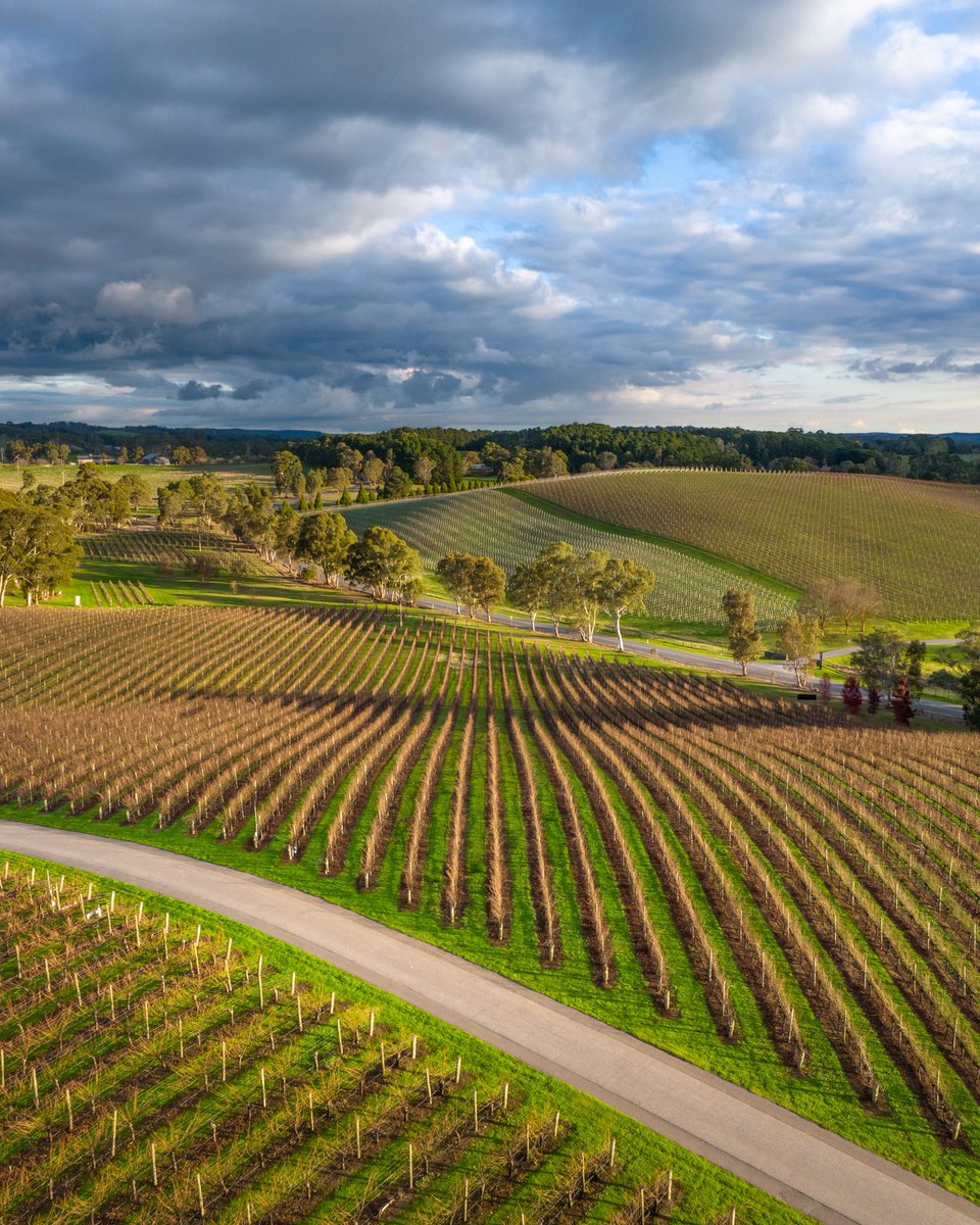 Bordered by the Barossa Valley to the North and McLaren Vale and Langhorne Creek to the South, our Adelaide Hills is the cool climate jewel between our warmer, lower lying cousins – running over 70 kilometres between them. #adelaidehillswine  #seesouthaustralia @tourismsa