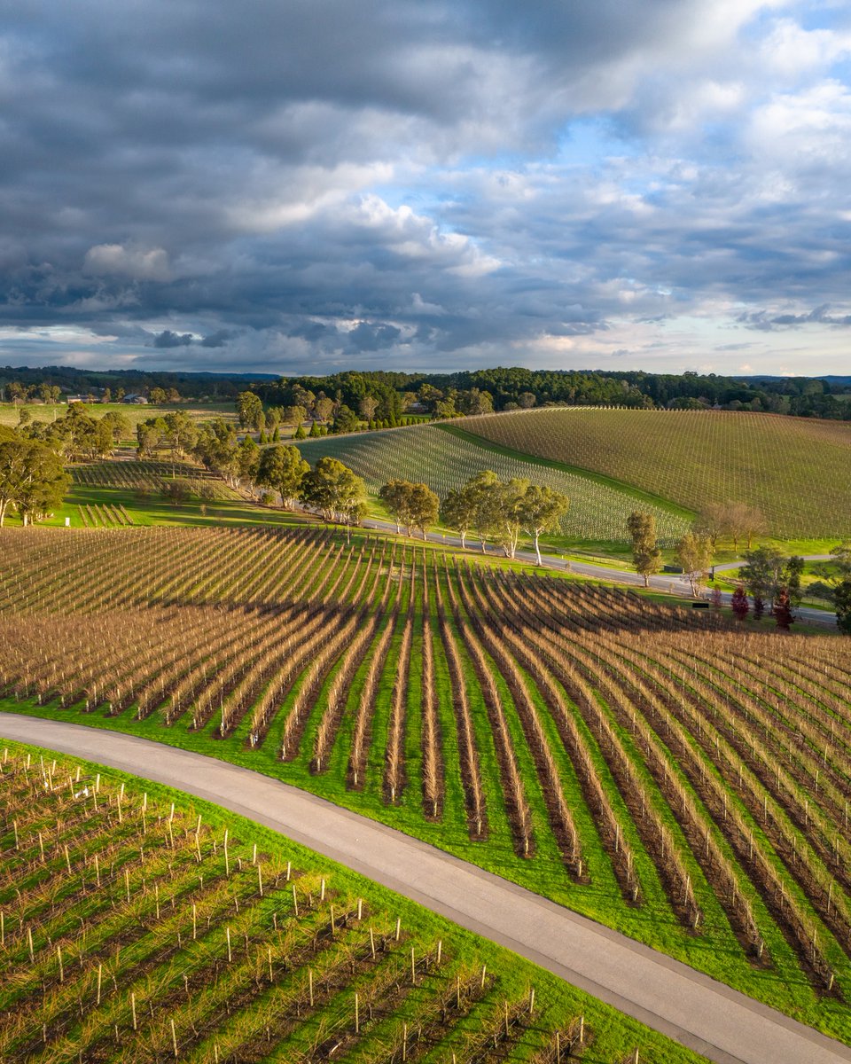 Adelaide Hills Wine (@adelhillswine) on Twitter photo Bordered by the Barossa Valley to the North and McLaren Vale and Langhorne Creek to the South, our Adelaide Hills is the cool climate jewel between our warmer, lower lying cousins – running over 70 kilometres between them. #adelaidehillswine #seesouthaustralia <a href="/tourismsa/">South Australian Tourism Commission</a> Bordered by the Barossa Valley to the North and McLaren Vale and Langhorne Creek to the South, our Adelaide Hills is the cool climate jewel between our warmer, lower lying cousins – running over 70 kilometres between them. #adelaidehillswine #seesouthaustralia <a href="/tourismsa/">South Australian Tourism Commission</a>