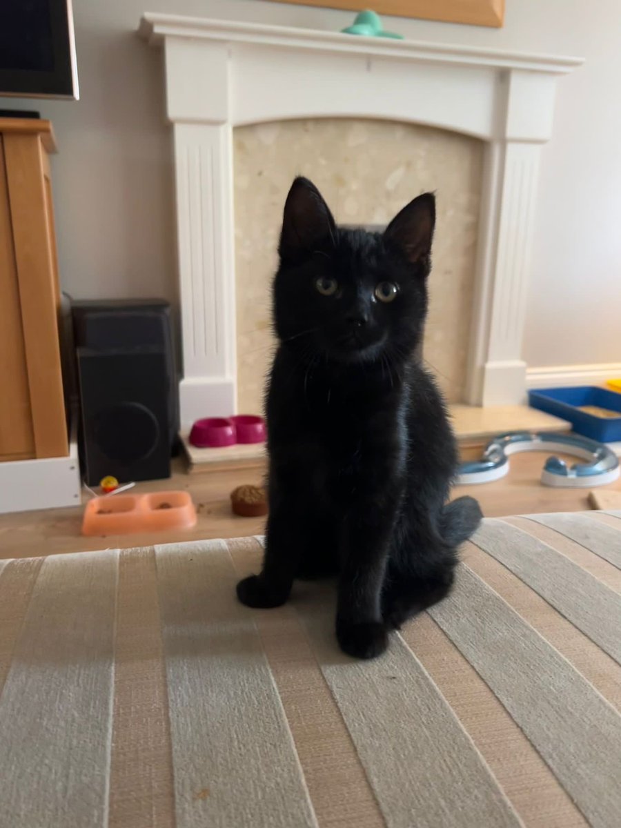 catsinoxford's tweet photo. Gasly, Sainz, Ocon and Sargent are 4 very cute F1 kittens looking for their forever home. They were a bit frightened when they were first picked up but have made amazing progress. Find out more about all of them here: https://t.co/l3Gf2hbalW #AdoptDontShop #CatsOfTwitter https://t.co/8fEVUST2q4