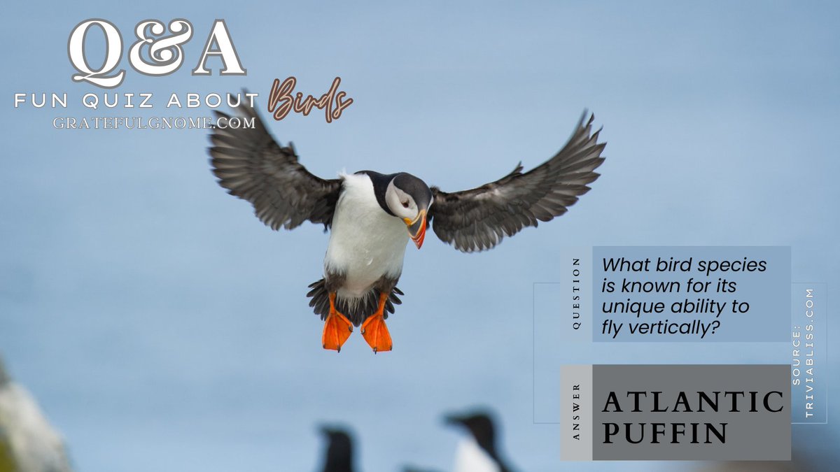 It's Q and A time!!!😊 #BirdTrivia #funquiz