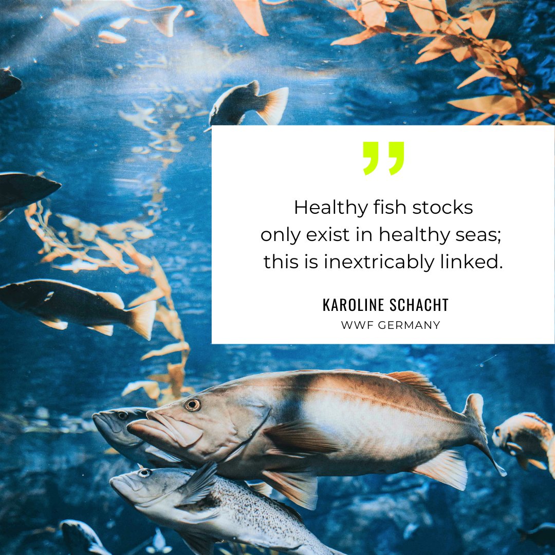 On Day of the Fish, <a href="/WWF_Deutschland/">WWF Deutschland</a>, among others, draws attention to the poor state of fish stocks in North and Baltic Seas and calls for the establishment of protected areas without commercial exploitation and better controls. 
#biodiversity #speciesprotection #conservation