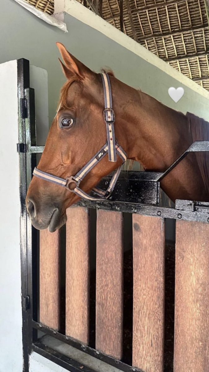 s3imm's tweet image. وين محبين الخيول 🐎