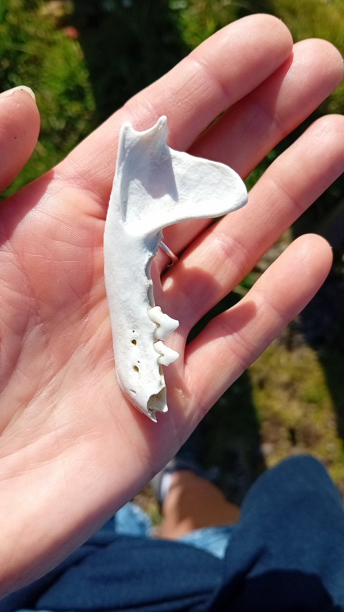 Was wondering if this could be part of a seal jaw? Or rather a dog? 7cm in length...

<a href="/BioDataCentre/">Biodiversity Ireland</a>

#WalkAtTheBeach #BeachBones #InLoveWithIveragh