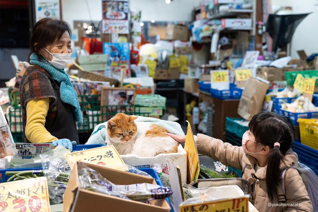 CAT_PRESS's tweet image. 常連客が思わず撫でてしまう青果店の人気 #看板猫 「めいちゃん」はなぜ愛されるのか？⇒cat-press.com/cat-photos/kik…

#看板ねこ #茶白猫