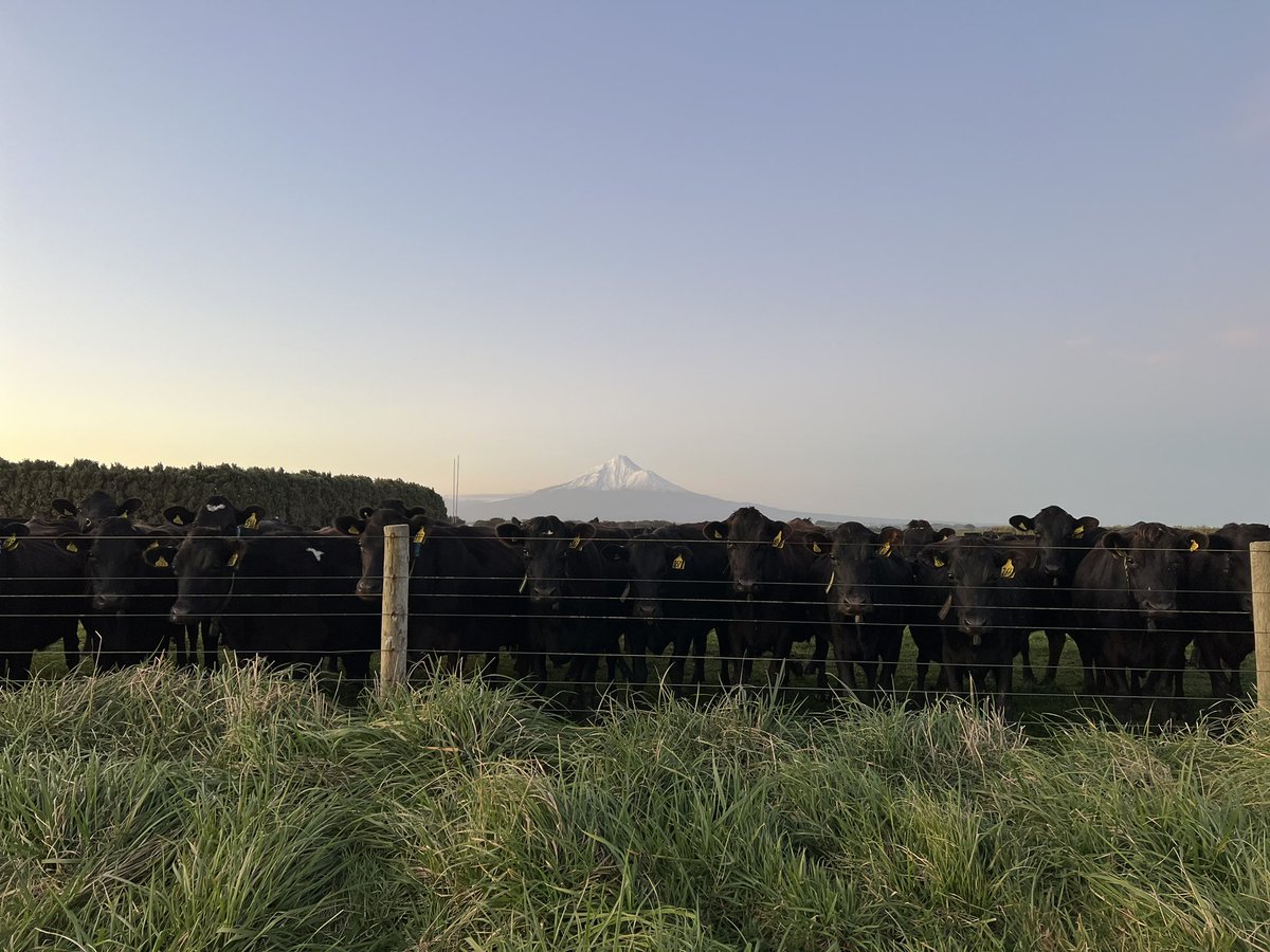 a strong all blacks team ready for this season 🇳🇿🏉