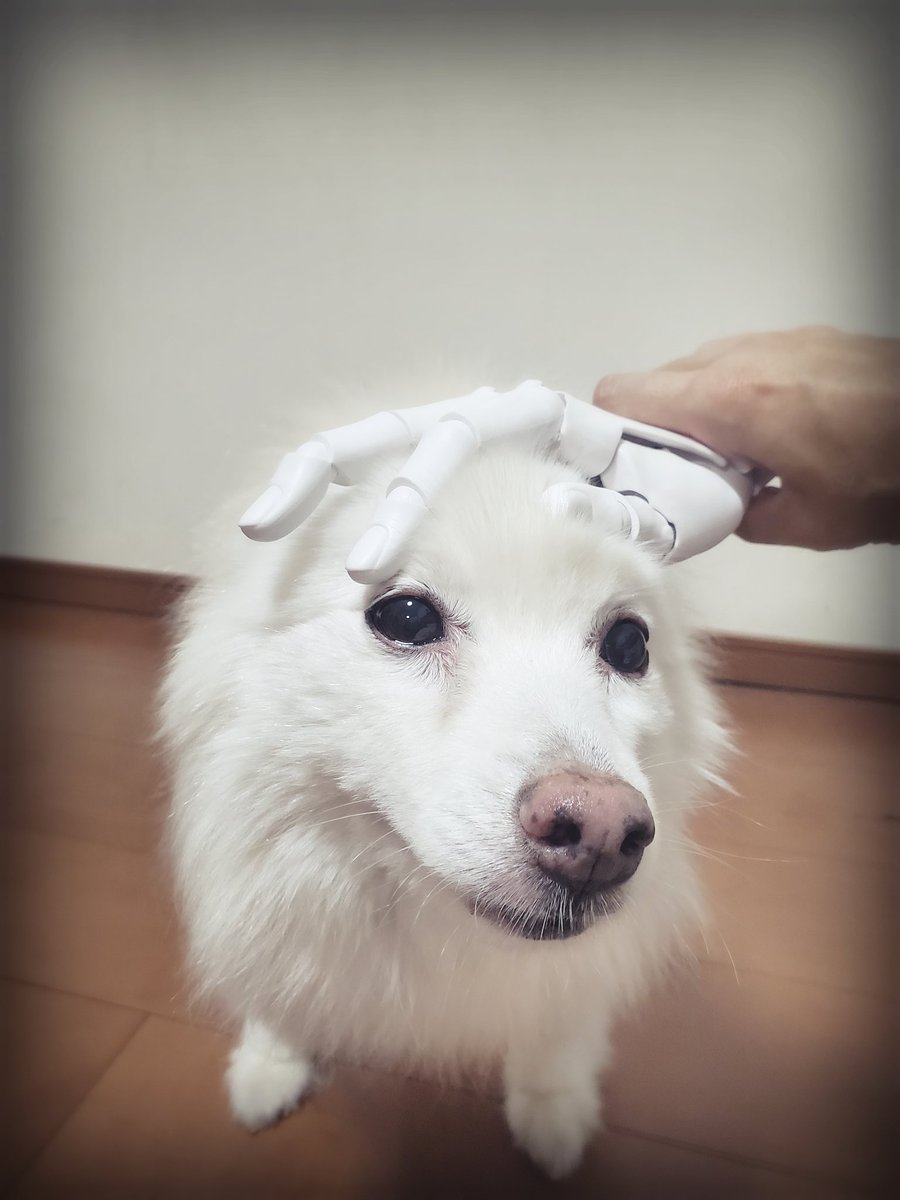 bei4578's tweet photo. バンドくんが届いた✋💨
凄いんだけど🥺✨

領域展開🤞もできちゃうし❗
犬もナデナデできるし‼️
じゃんけんもできちゃう🤦‍♀️✊✌️✋ https://t.co/wOqEW2V5Xg