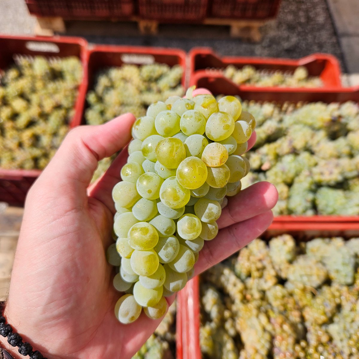 The Harvest for 2023 has just started with 
the grapes of Sauvignon blanc that first reached the optimal level of ripeness! 🍇✂️

#ktimapavlidis #pgidrama #winesofgreece #winesofdrama #greekwine #drinkgreekwine #harvest23 #harvest2023 #nightharvest #sauvignonblanc