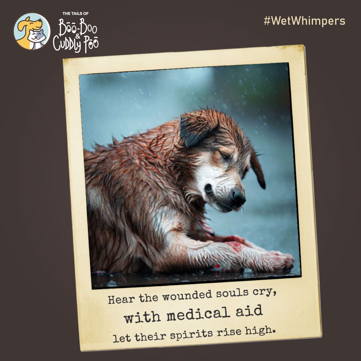 BooBooCuddlyPoo's tweet photo. Amidst the pouring rain, their silent struggles go unnoticed. 
Together, we can provide vital medical aid to injured stray dogs who endure pain in the downpour.🐾
#booboocuddlypoo #coexist #adoptdontshop #equalearth #animalslover #animalwelfare #straydogs #wetwhimper https://t.co/DzUqpygjV5