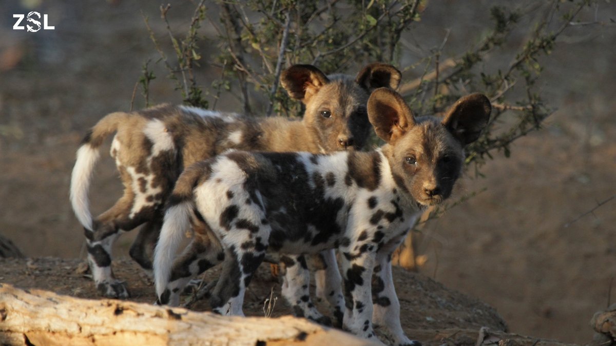 African wild dog populations could face total collapse unless urgent action is taken to stop global temperatures soaring, according to startling new research from our @ZSLScience experts: ow.ly/gmUf50PBP26 #ProtectingSpecies #ZSLPapers #ClimateChange