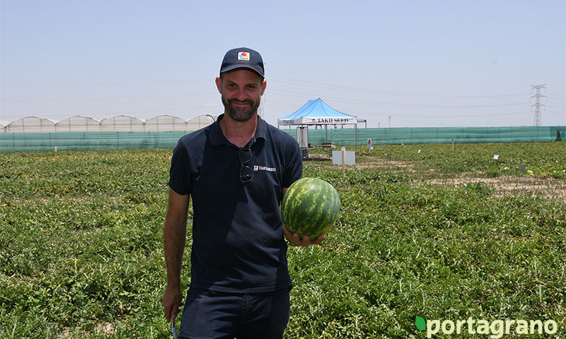 Portagrano's tweet photo. 🔝🔝🔝Las #sandías de Takii Seed

Amarillas como Luteo o de carne roja sin semillas como la tipo crimson redondeada Cavanna

Saborea el verano!! 🍉😋🌞☀️🍉

Leer más: https://t.co/QdG3iIC3o1

#Takii #TakiiSeed #semillas #agricultura #watermelon https://t.co/qSsEg2IO3V