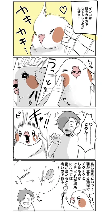 ごめんね #オカメインコ 