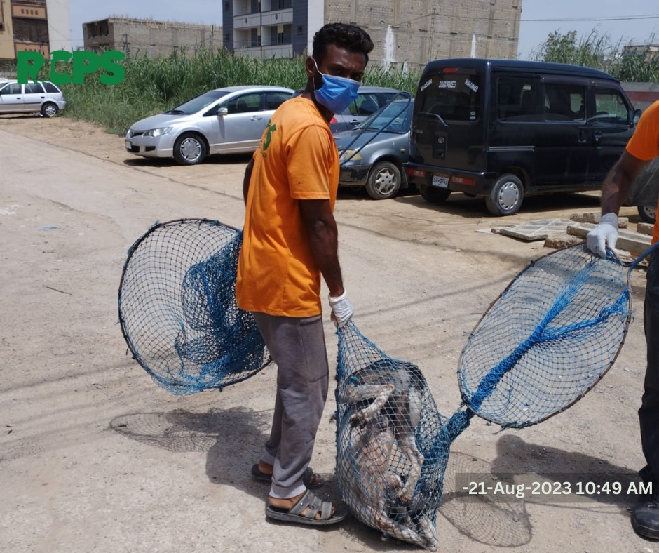 RCPSindh's tweet photo. Day 439 ~ ✅ Catch ✅ Vaccinate ✅ Collar ✅ Mark ✅ Record

📍 Sawat Colony Saeedabad Topo Sultan Road Muhajir Camp, District East, Karachi.
📍 PCSIR Housing Society, District East, Karachi.
📍 North Nizamabad Block C near Asghar Ali Shah Stadium, District Central, Karachi. https://t.co/CLnAbvGjkt