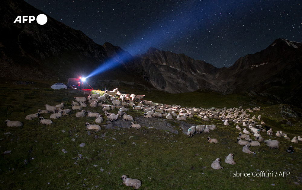 🇨🇭🐺 A Swiss couple, settling in for the night to watch over nearly 500 sheep  grazing in remote mountains near the Italian border, are among hundreds  of people volunteering to protect wolves by helping chase them away  from grazing livestock.
➡️ tinyurl.com/47bpfahw