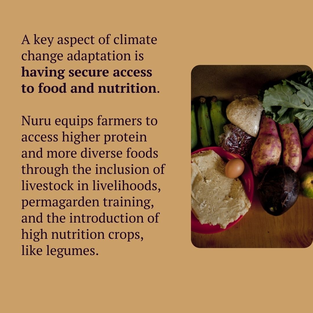 IAmNuru's tweet photo. Access to food and nutrition is an important aspect of climate change adaptation. In the third part of our series on climate resilience, we talk about how Nuru enables smallholder farmers to access higher-protein and more diverse foods. 🍽️🌾 https://t.co/rYBSJsnL14 https://t.co/mND11ge9Ym
