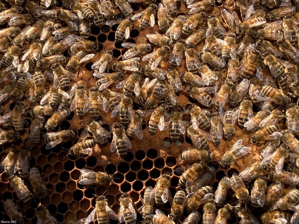 🐝It's almost time to harvest the sweet #skyhoney from our busy #DEGbees! Now in mid-summer, each of our two bee colonies contains nearly 50,000 little animals. Both colonies are very busy collecting honey and the queens are also laying up to 2,000 eggs per day. 🍯

#SaveTheBees