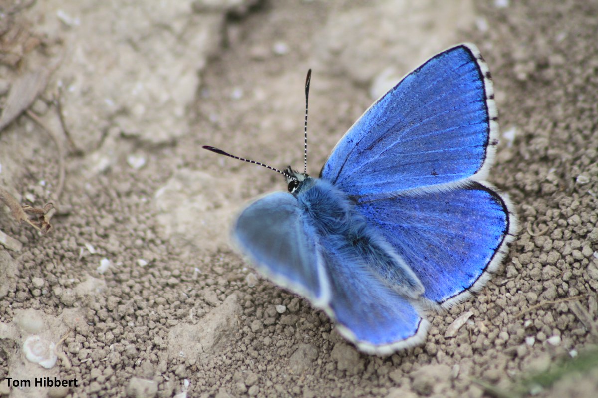 Have you spotted the rare Adonis blue on any sunny chalk grasslands throughout summer? 💙 wildlifetrusts.org/wildlife-explo…