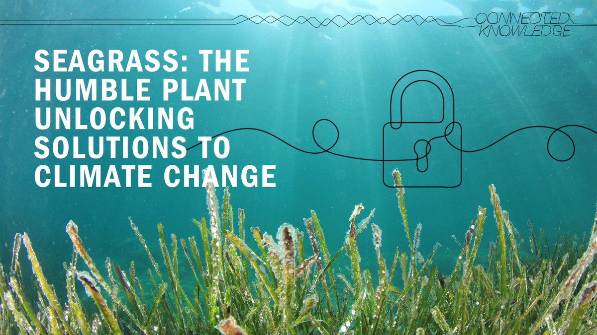 BritishAcademy_'s tweet photo. Currently carpeting just 0.1% of the world’s ocean floors, seagrass can store up to 18% of the world’s oceanic carbon. The #ConnectedKnowledge of STEM and SHAPE experts is supporting the protection and growth of seagrass meadows. https://t.co/awhK4kLHZ2 https://t.co/bcfiZf8tcn