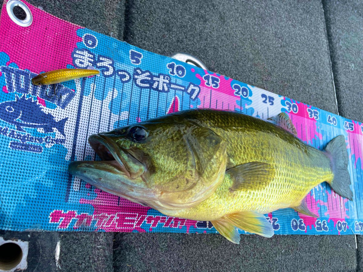 marosso_1114's tweet photo. トミーガイドサービスの夏期講習を受けて来ました!
この時期ならではの釣りで2本ゲット!
ガイドへ行く度にこんな世界があるのかと感動しますw
今日もガイドありがとうございました!
また稽古つけてください( •̀∀•́ )✧
#トミーガイドサービス
#PULL62F
#やっぱり吉田うどん美味い https://t.co/1SU2lRtZH9