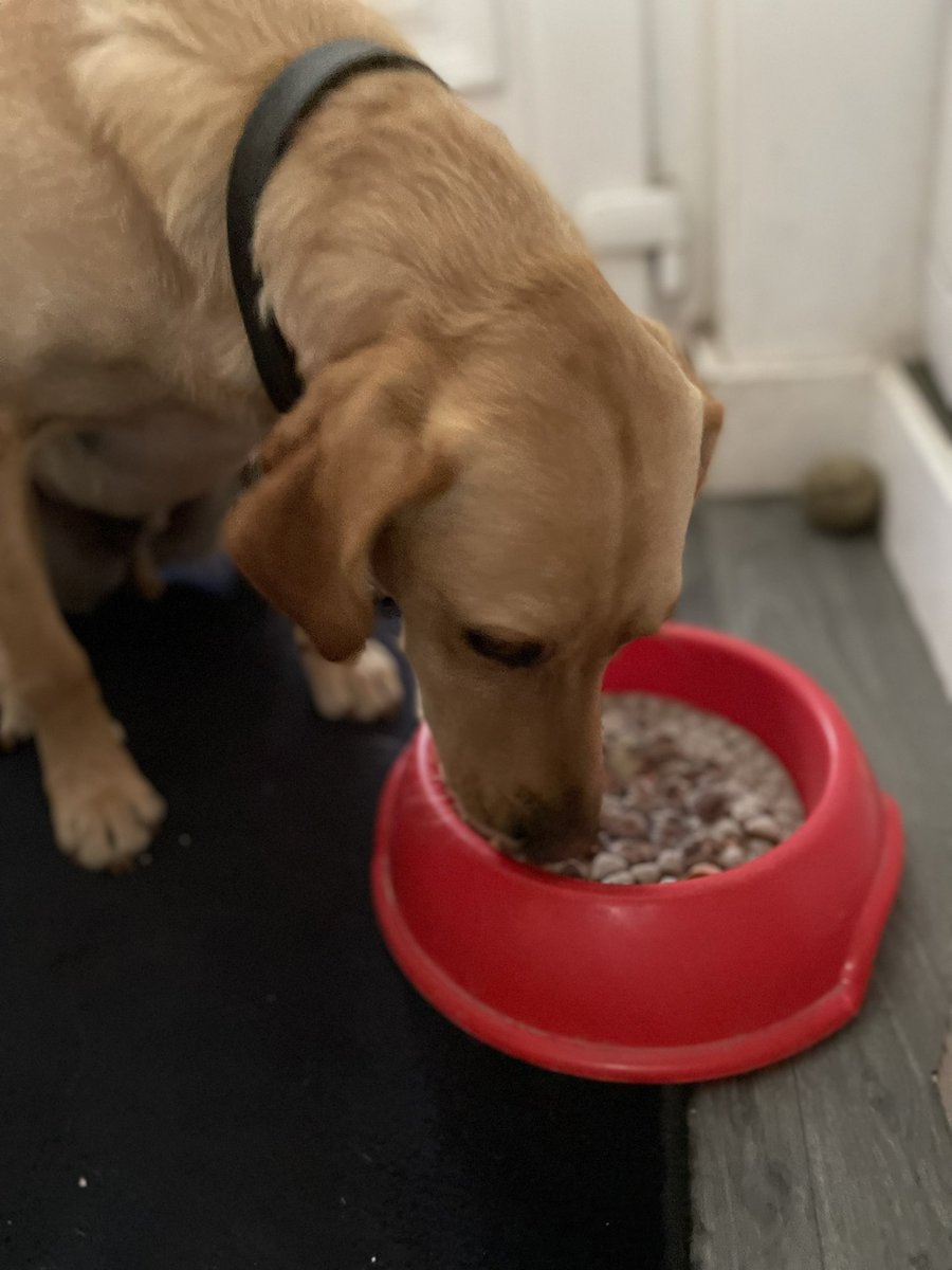 SparksTheDogMentorSPAG tweet media