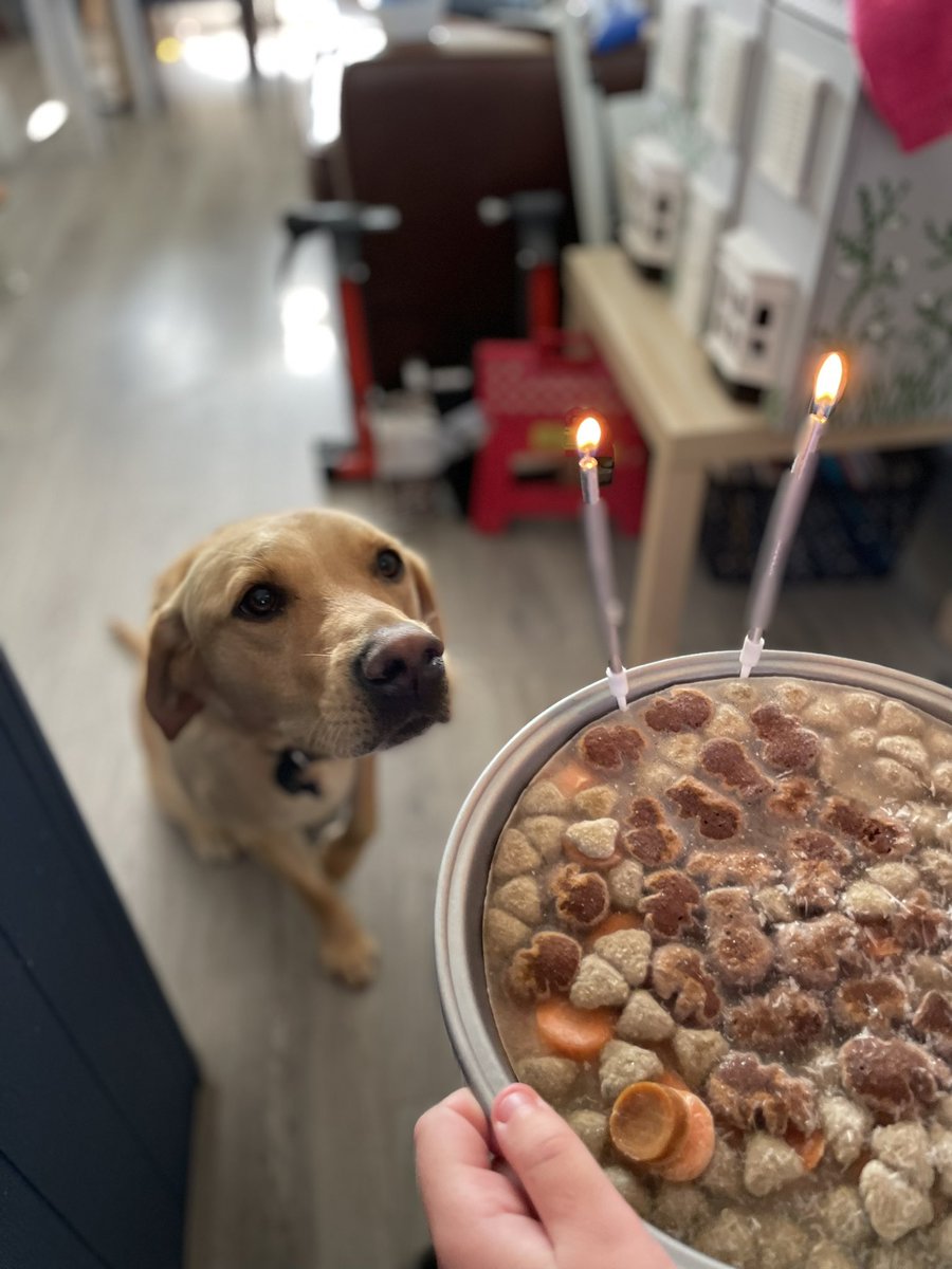 SparksTheDogMentorSPAG tweet media