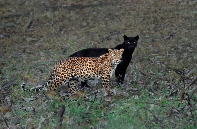 Your shadow is your best friend. A black panther is the melanistic colour variant of any Panthera, particularly of the leopard. The perfect moment a female leopard is shadowed by her black panther partner [📷 Mithun Hunugund]