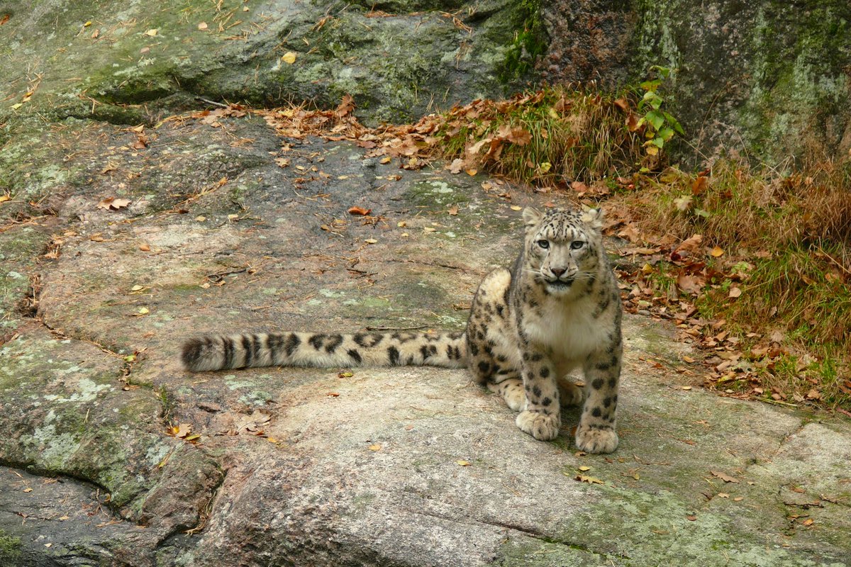 koustubh_sharma's tweet photo. New publication alert: 
Climate casualties or human disturbance? Shrinking distribution of the three large carnivores in the Greater Himalayas. 
Co-authors: @omar_mzfr, @koustubh_sharma and @NeerajS49487427 
In: @ClimaticChange_
https://t.co/Dfu7wqC4pI
A thread 🧵1/14 https://t.co/WkLgdXQPCx
