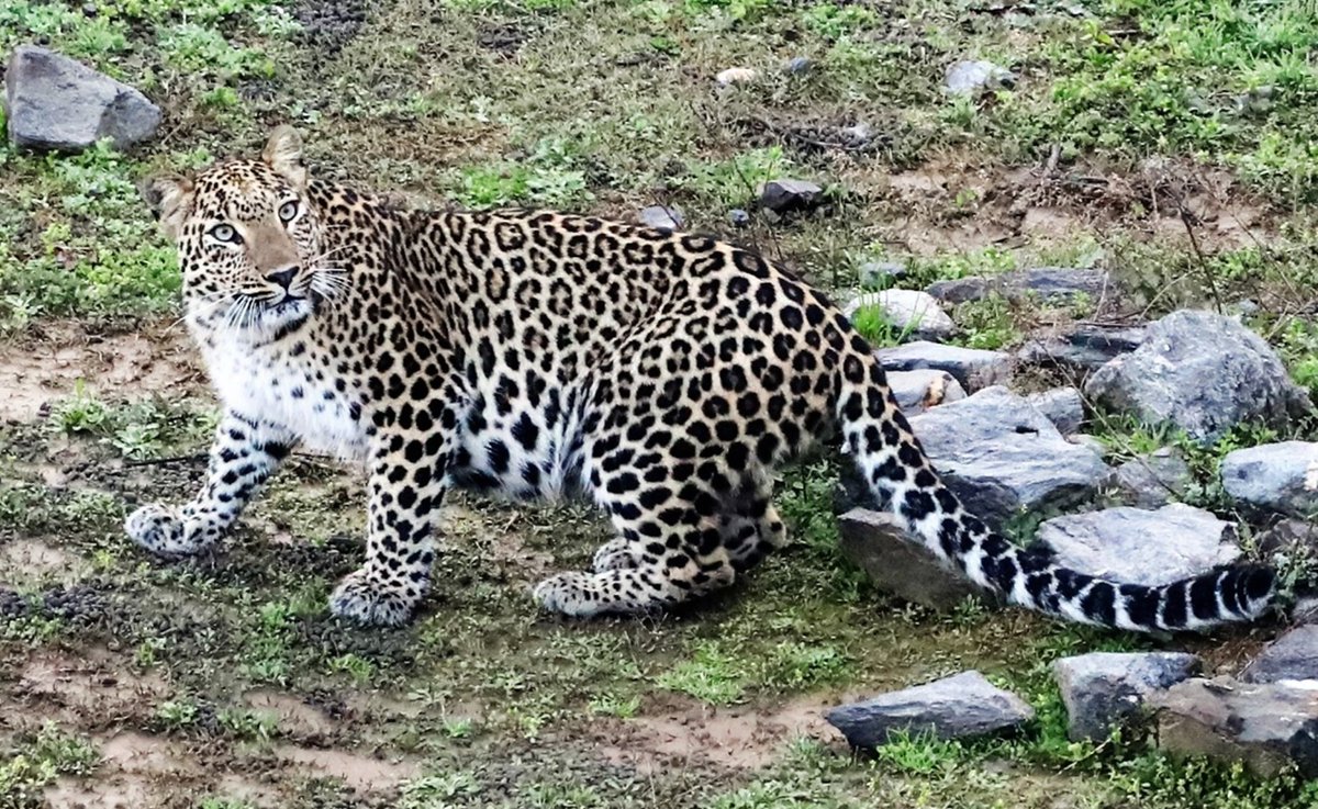 koustubh_sharma's tweet photo. New publication alert: 
Climate casualties or human disturbance? Shrinking distribution of the three large carnivores in the Greater Himalayas. 
Co-authors: @omar_mzfr, @koustubh_sharma and @NeerajS49487427 
In: @ClimaticChange_
https://t.co/Dfu7wqC4pI
A thread 🧵1/14 https://t.co/WkLgdXQPCx