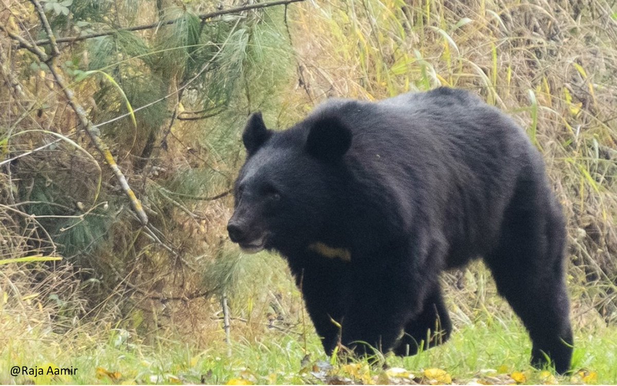 koustubh_sharma's tweet photo. New publication alert: 
Climate casualties or human disturbance? Shrinking distribution of the three large carnivores in the Greater Himalayas. 
Co-authors: @omar_mzfr, @koustubh_sharma and @NeerajS49487427 
In: @ClimaticChange_
https://t.co/Dfu7wqC4pI
A thread 🧵1/14 https://t.co/WkLgdXQPCx