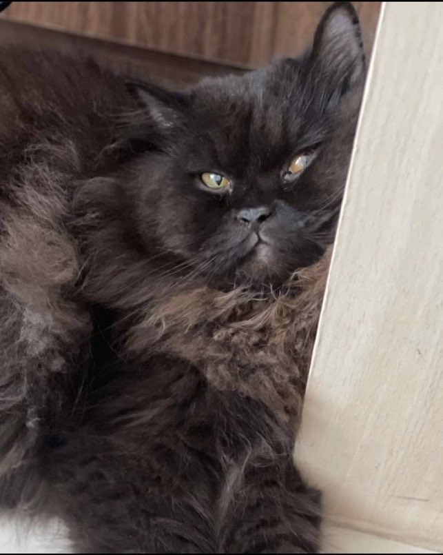 jddforlife's tweet photo. I MISSED YOU SO MUCH KURO 😭😭😭😭😭😭😭😭😭😭😭 https://t.co/vFRBv4V6pH