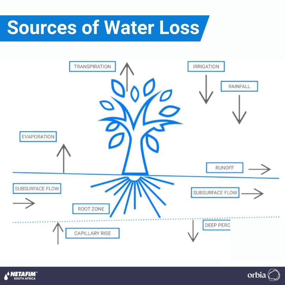 Efficient water use is about preventing water loss on the one hand and ensuring optimal water intake by the roots on the other hand. Water loss can occur through evaporation, subsurface outflow, run-off and transpiration…

#landscape #netafim <a href="/NetafimSA1/">Netafim Southern & East Africa</a>