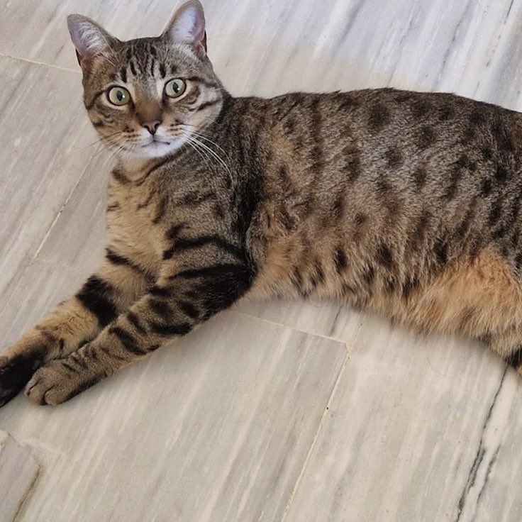 protemalaga's tweet photo. PIPO, atigrado, 2,5 años
Fue abandonado en el zoosanitario. Debido al trauma y el estrés no podía vivir con otros gatos, por lo que tuvimos que llevarlo a una casa de acogida. Es un amor al que le encanta la compañía, la atención y los mimos.
📧 gatos@protectoramalaga.com https://t.co/Cx4nDougla