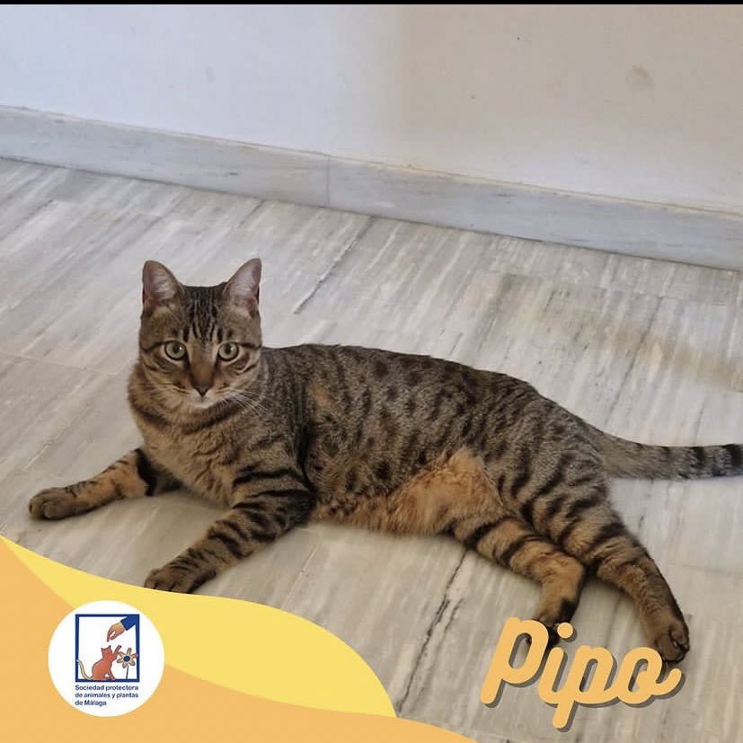 protemalaga's tweet photo. PIPO, atigrado, 2,5 años
Fue abandonado en el zoosanitario. Debido al trauma y el estrés no podía vivir con otros gatos, por lo que tuvimos que llevarlo a una casa de acogida. Es un amor al que le encanta la compañía, la atención y los mimos.
📧 gatos@protectoramalaga.com https://t.co/Cx4nDougla