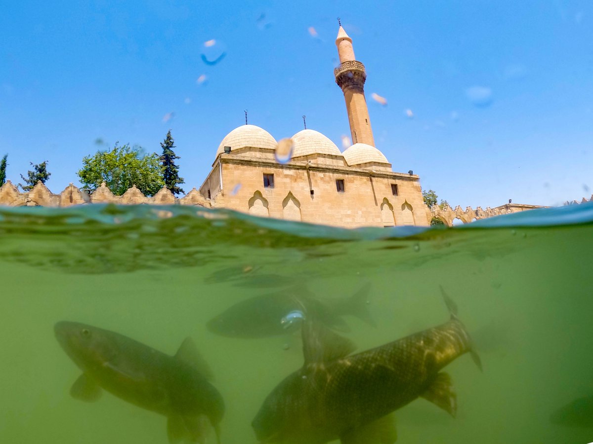 Türkiye tweet media