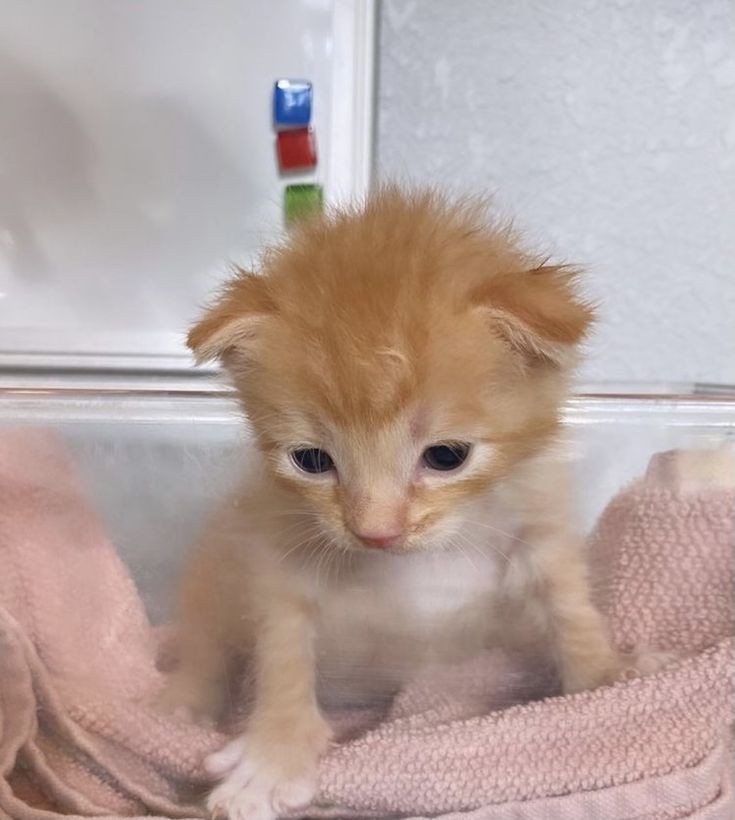 HumCandi's tweet image. Ough . . . Iam needing, Loubve ...