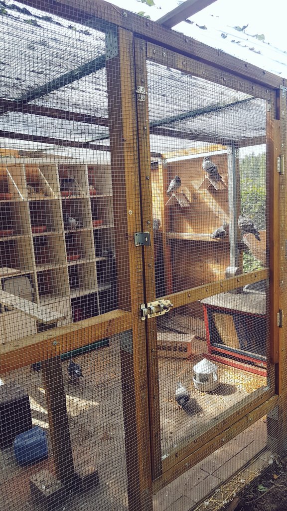 StadttaubenDUI's tweet photo. Der Anfang ist gemacht! 20 Tauben haben ein dauerhaftes Zuhause und dürfen ein Leben ohne Hunger und Krankheiten leben. 🥰
Danke an alle, die uns unterstützt haben!💚🕊🍀
Nach der Voliere ist vor der Schutzhütte ist vor der Erweiterung. Wir haben Visionen🤩 https://t.co/W5hroKPPC4