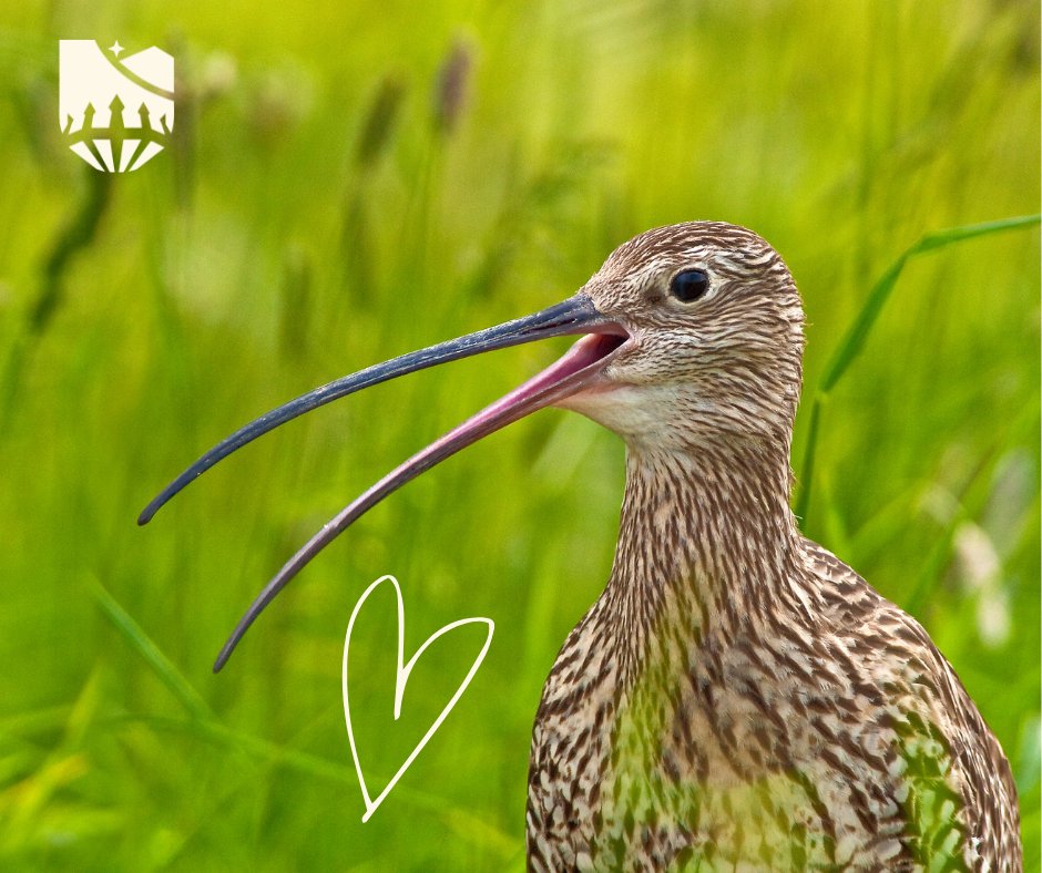 Curlew Connections – Bannau Brycheiniog Curlew and People Project Officer 💷 Grade 6 £26,854 – £29,439 📝 Fixed Term Contract – 31 December 2025 ⌛ 37 Hours per week 📆 Closing Date : 31 August 2023 📆 Interview Date : 12 September 2023 👀 🌐 ➡️ bit.ly/46NeaLl