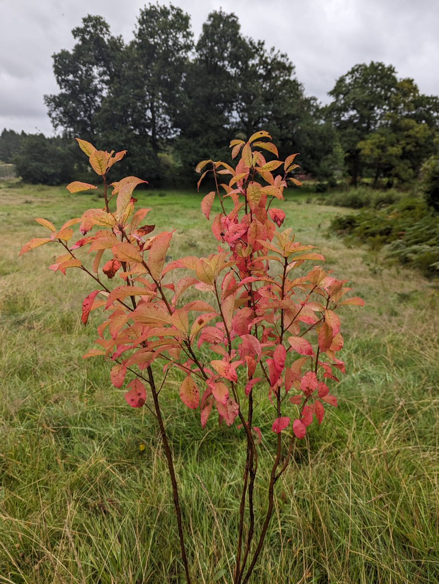 Here's an update on the trees the young people from Stirling High Schools planted in November 2022. They had a discussion about climate change where the young people shared their views and thoughts whilst planting trees.

#treeplanting #climatechange #nativetrees #stirlingyouth