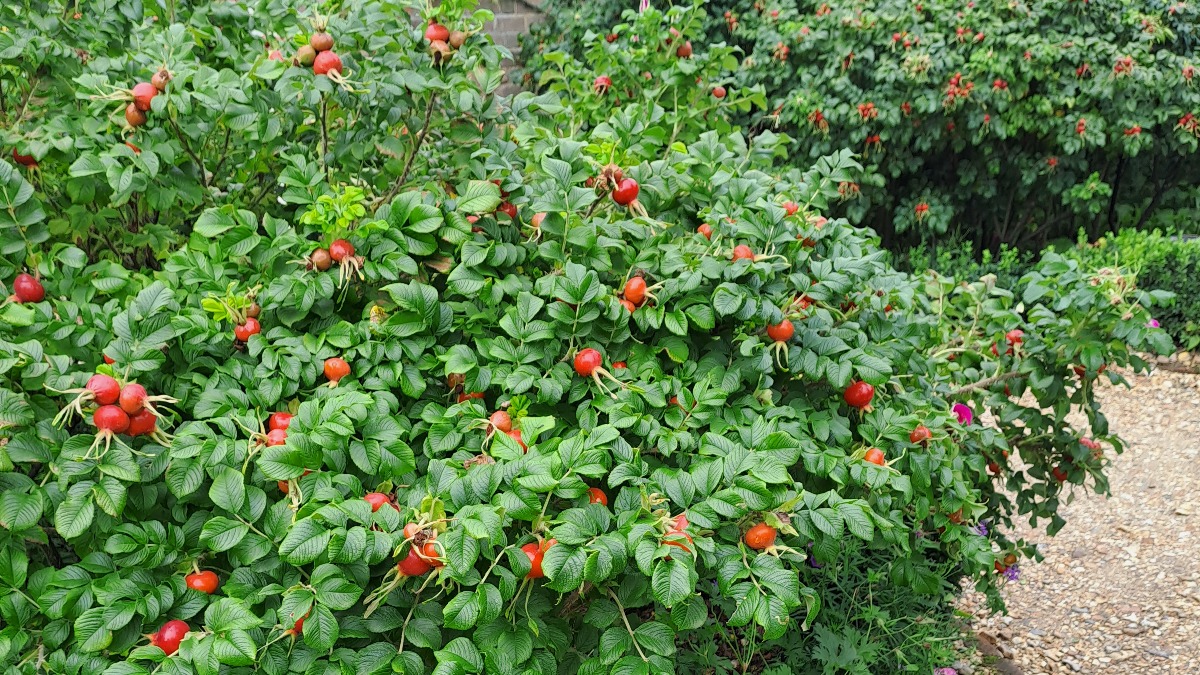 MottisfontNT's tweet photo. After their crowning glory in early summer, our once-flowering roses leave behind thousands of plump, glossy hips. 

As well as brightening the walled garden in autumn, these provide local birds with an important source of winter food. https://t.co/hBJBXrJjtP