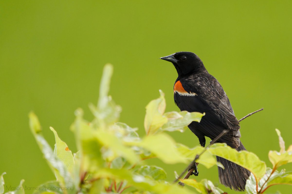 Red-winged Blackbird

#redwingedblackbird #blackbird #baldknob #baldknobnwr #wonderfularkansas #wonderfularkansasmember #thenaturalstate #arkansasbirder #arkansas #nationalwildliferefuge #arkansasgameandfish #avianphotography #eye_spy_birds #weekendphotography #sonyalpha